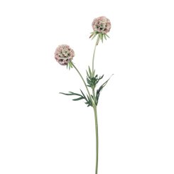 SCABIOSA 