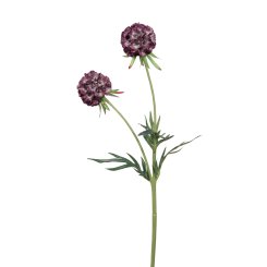 SCABIOSA 