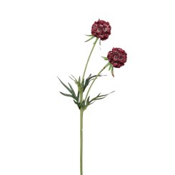 SCABIOSA 