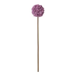 ALLIUM 