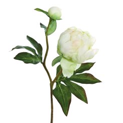 PFINGSTROSE 