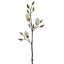 MAGNOLIENZWEIG 