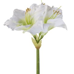 AMARYLLIS 