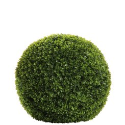 Buxus 