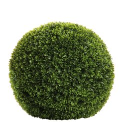 Buxus 