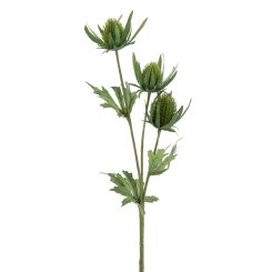 DISTEL 