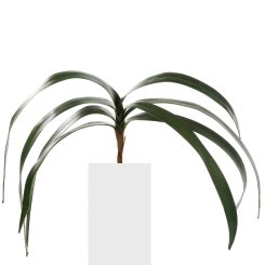 ORCHIDEENBLÄTTER 
