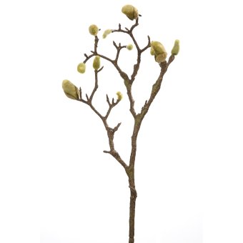 Magnolienknospenzweig