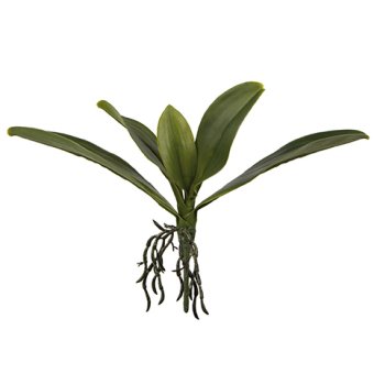 Orchideenblätter