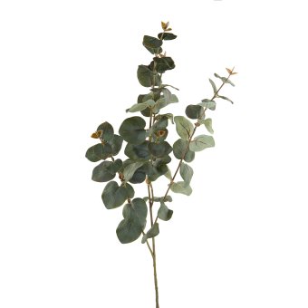 Eucalyptuszweig